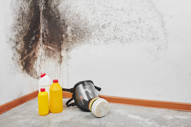 Best Basement Mold Remediation in Trinity, TX