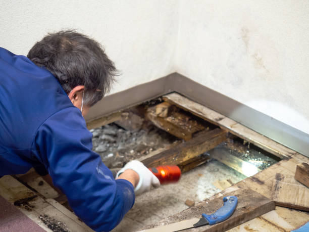 Best Preventive Mold Services in Trinity, TX