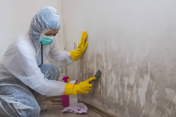 Best Emergency Mold Remediation in Trinity, TX