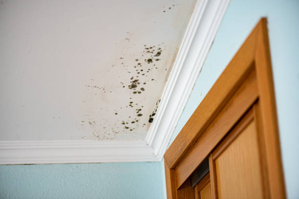 Best Commercial Mold Remediation in Trinity, TX