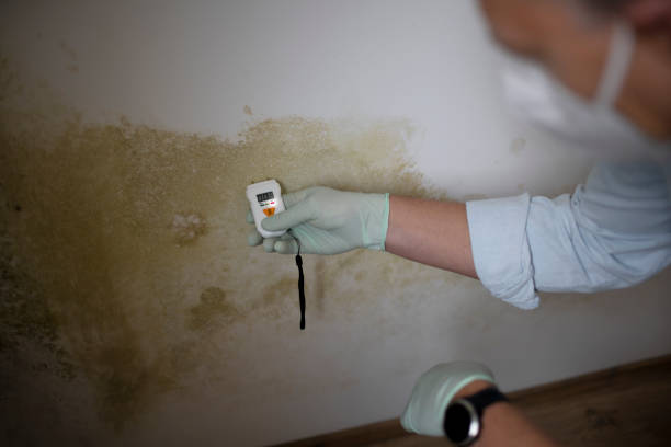 Best HVAC Mold Remediation in Trinity, TX