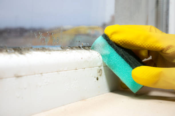 Best Residential Mold Remediation in Trinity, TX