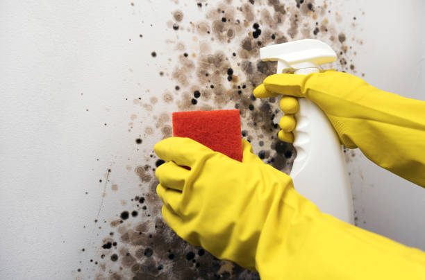 Best Health and Safety Mold Remediation in Trinity, TX