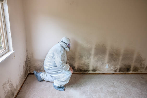 Best Health and Safety Mold Remediation in Trinity, TX