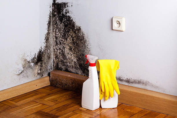Best DIY Mold Remediation Support Services in Trinity, TX