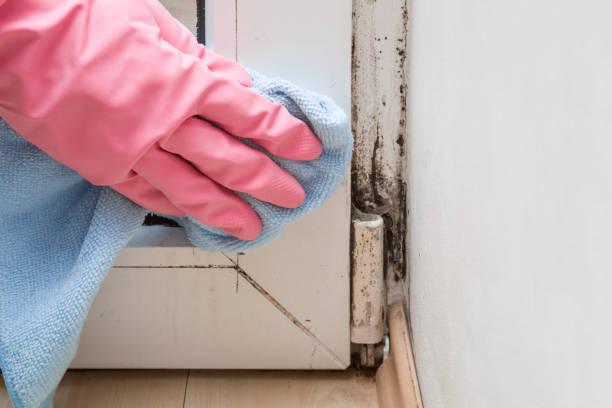 Best Attic Mold Remediation in Trinity, TX